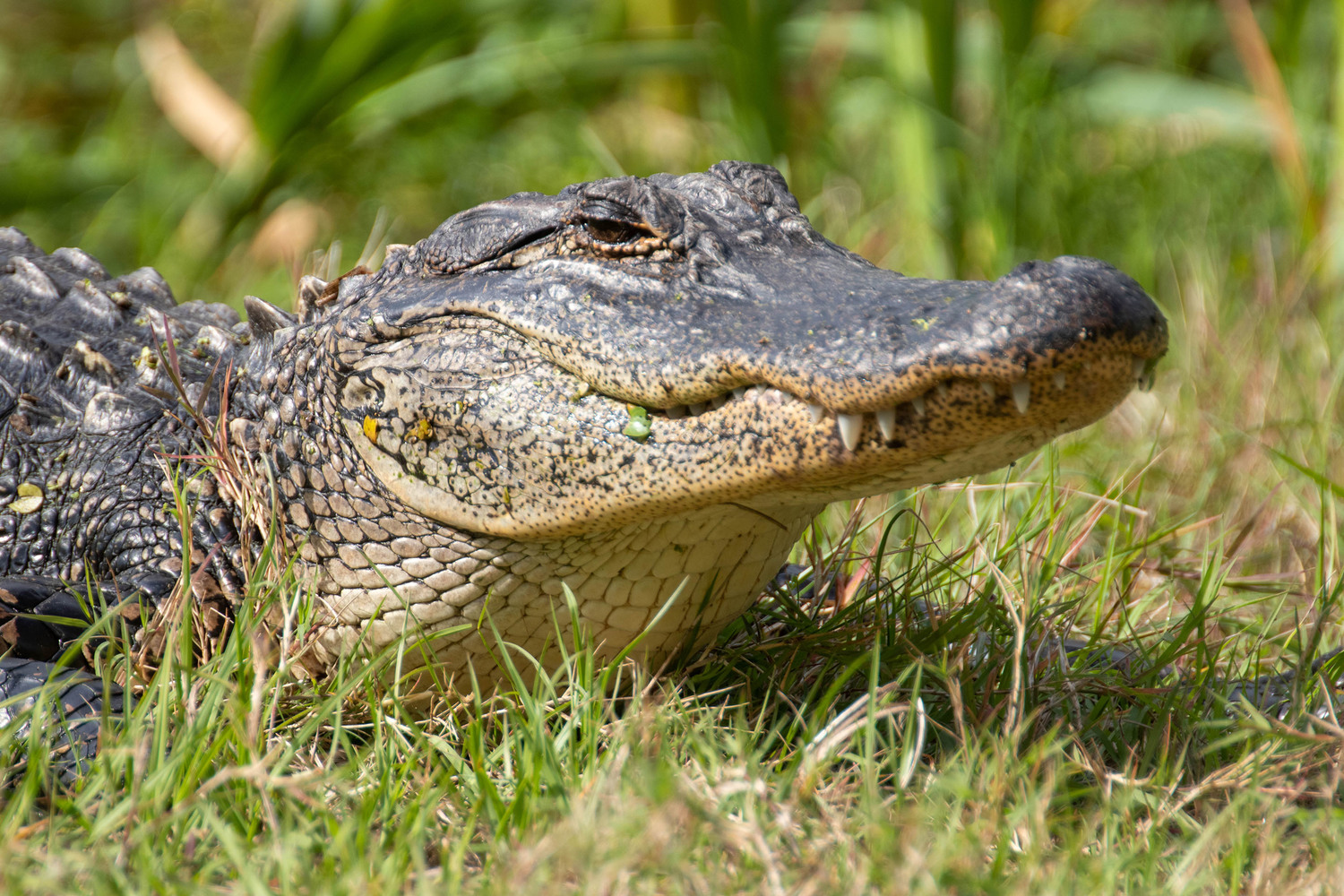 alligator at Pinckney 2