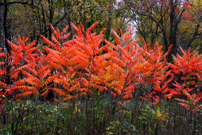 mi_sumac_029