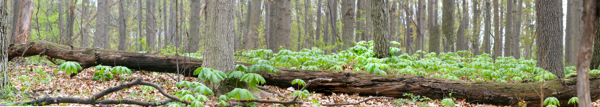 Mayapple dance