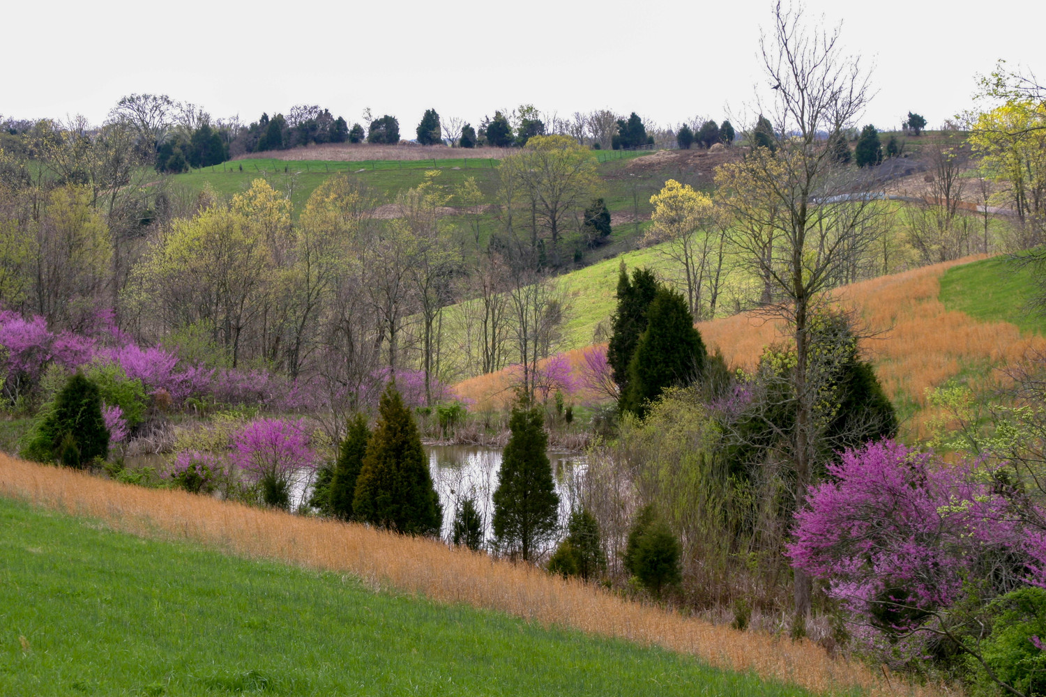 Tennessee hillside