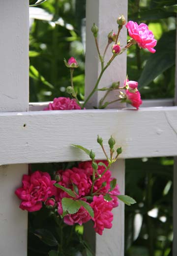 pin_woven in the fence_051