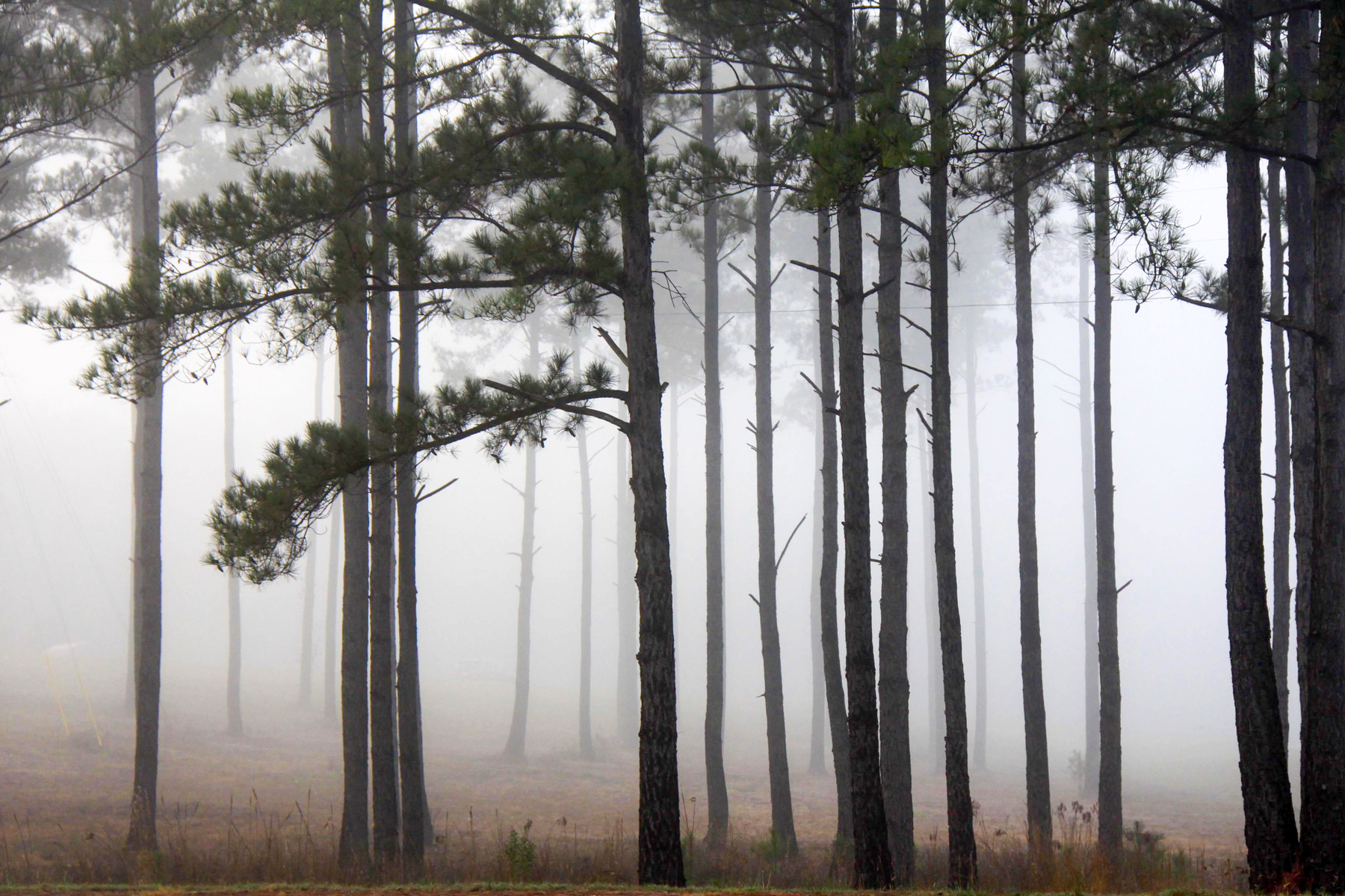 foggy morning