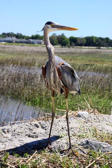 friendly heron 132