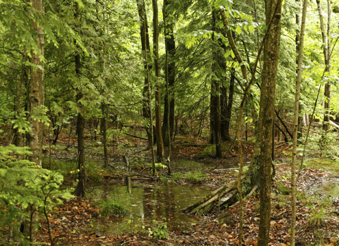 mi_Into the woods on a rainy day_034
