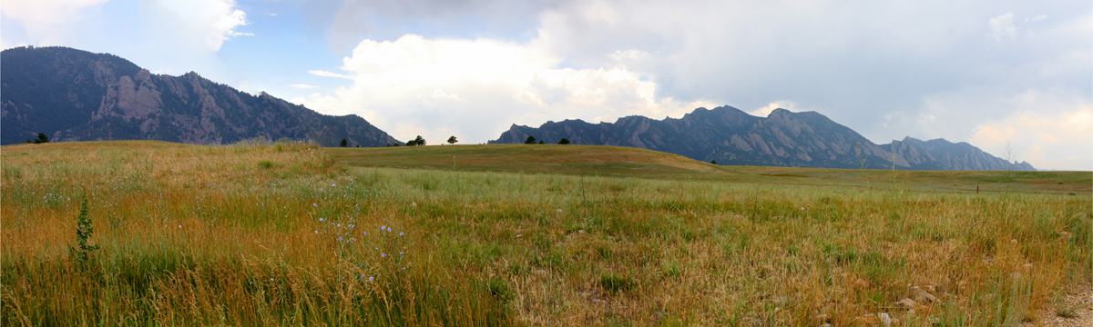co_P_Near Golden