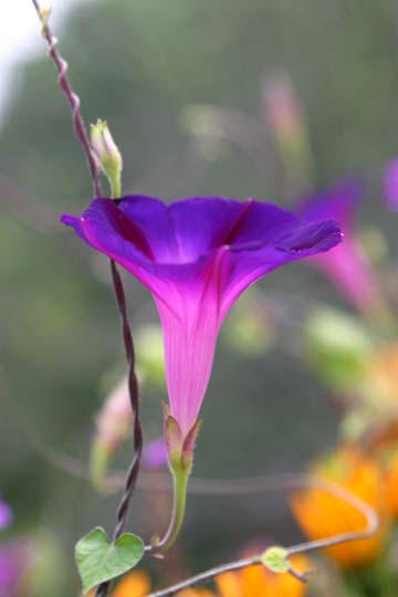 bpu_0056.jpg