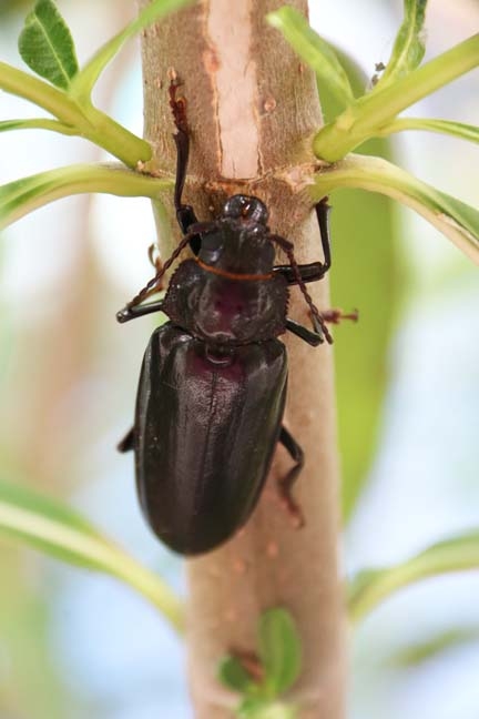 beetle_002