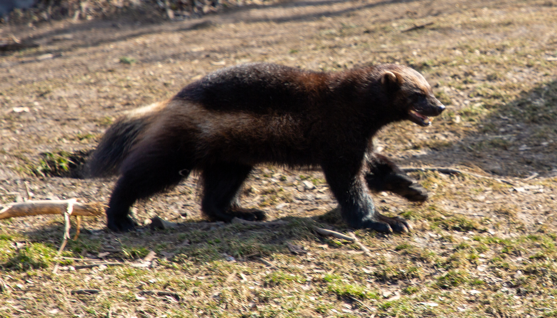 wolverine _142