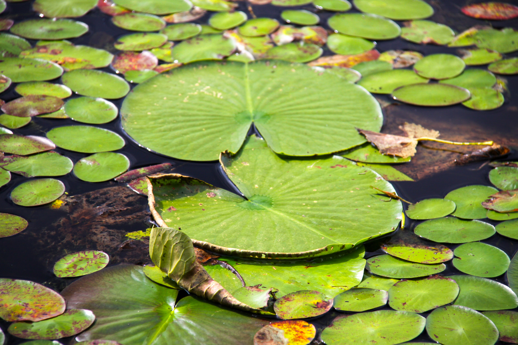 pond of wonder