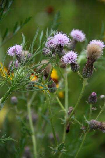 bpu_thistle_ 028