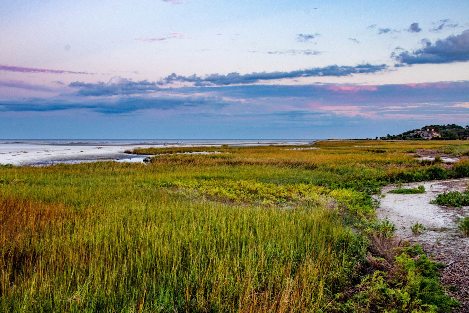 marsh grass in late spring