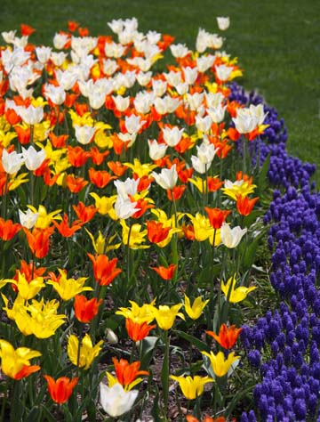mi_Mixed tulips_0035