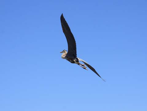 bi_taking flight 147