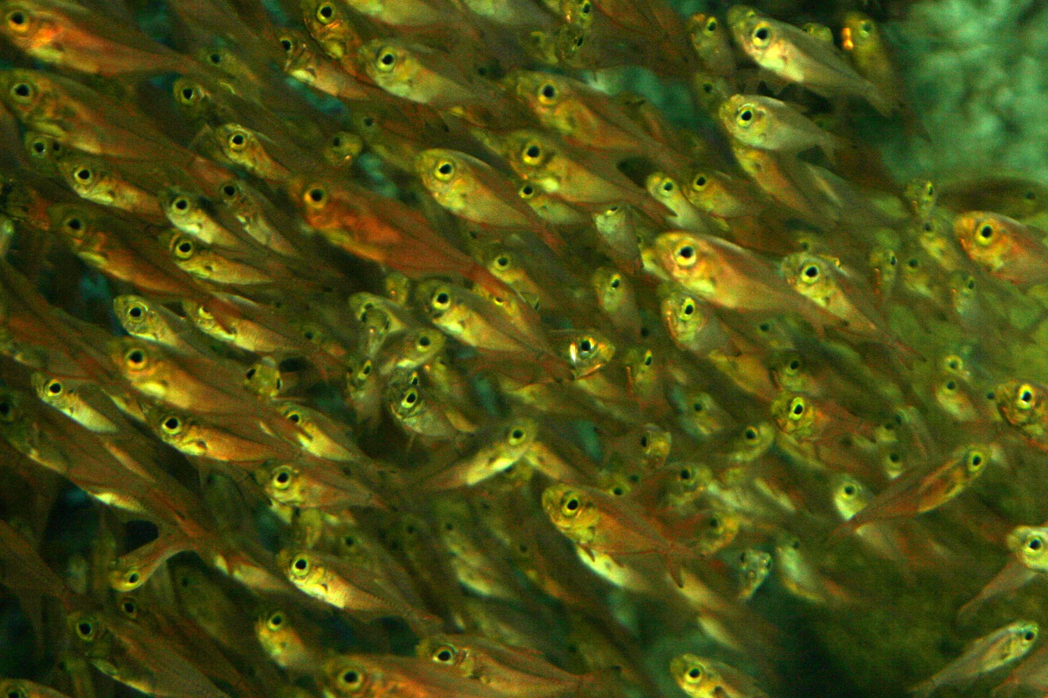 school of minnows