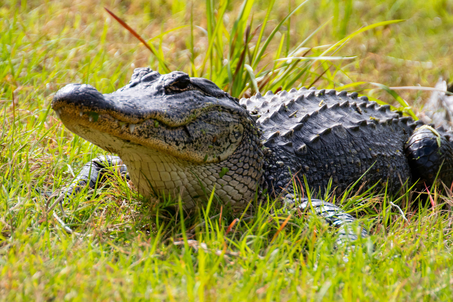 alligator at Pinckney 3