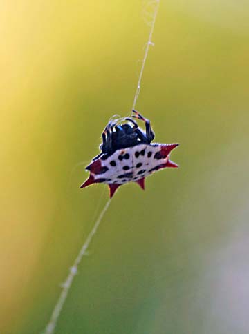 3_in_spider