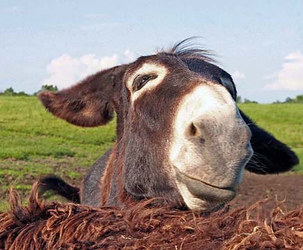 dk_donkey