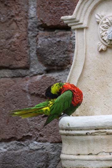 3_bi_Grooming Bird_2301