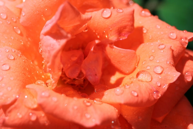 orange rose_107
