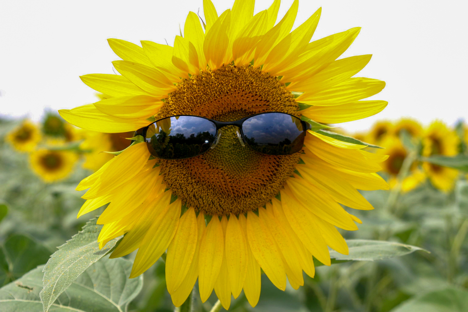 Smiling sunflower