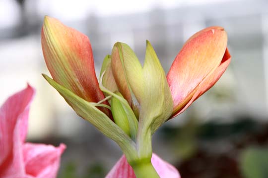 pin_amaryllis_079