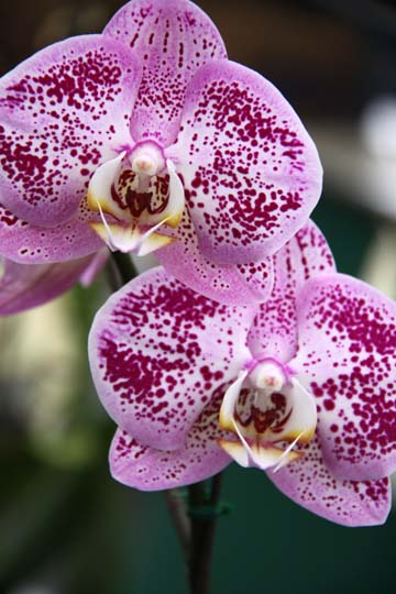 bpu_Orchids_191