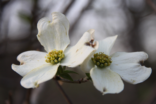 wh_dogwood_040