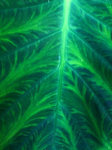 gr_ elephant ear 001