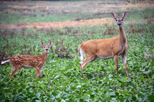 animal gallery_wild_