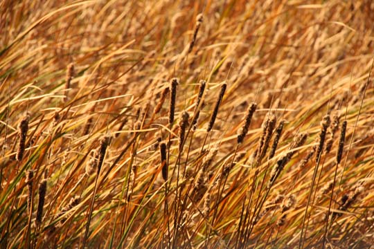 mi_Cattails_2271