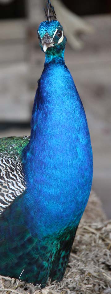 3_bi_Peacock_ 454