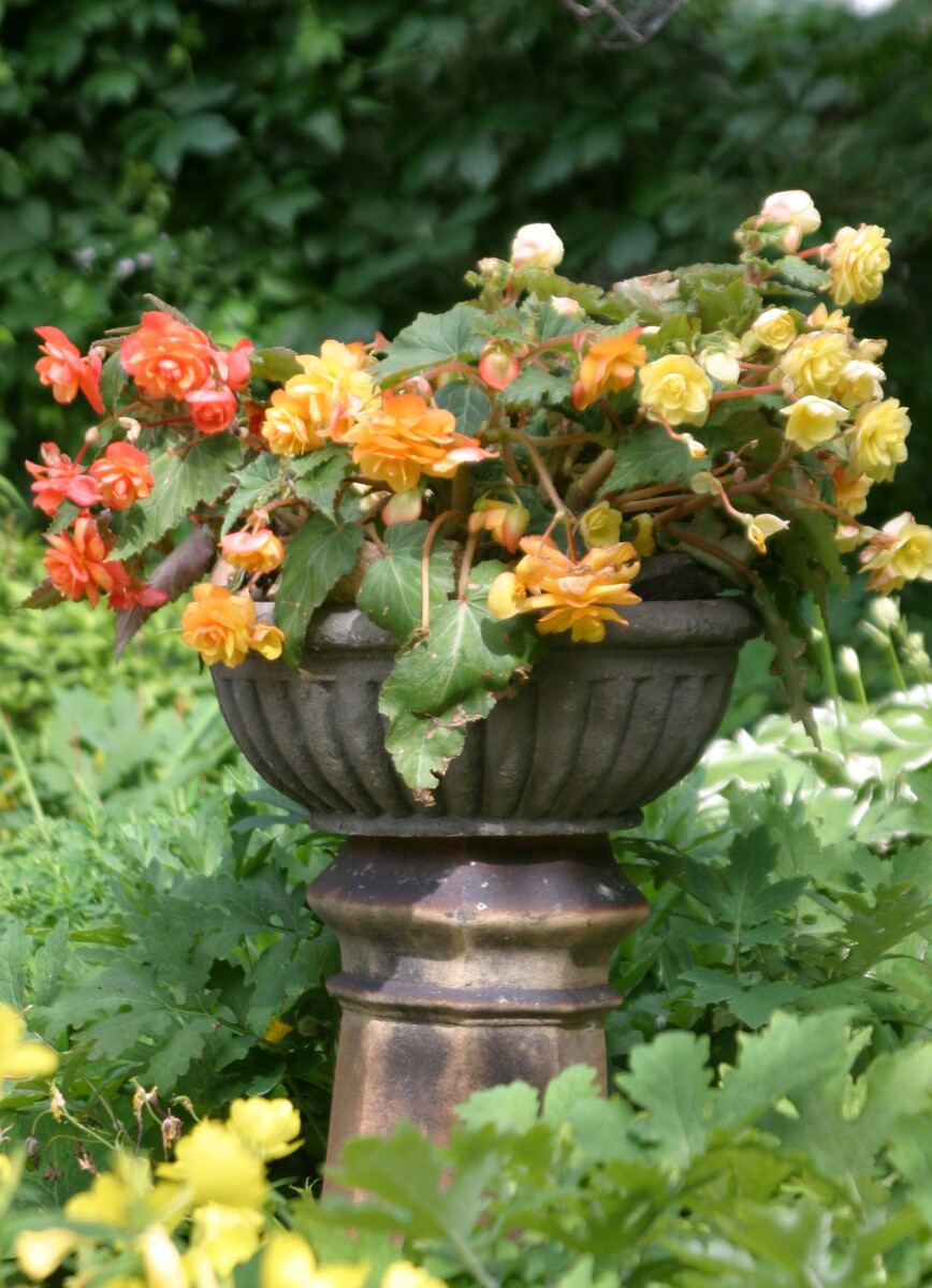 Ritas garden
