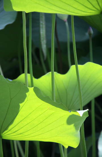 plant life green gallery
