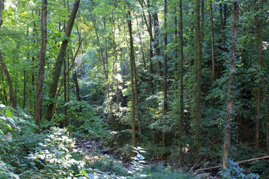 ga_deep woods_081