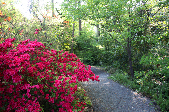 nc_Azalia garden_138