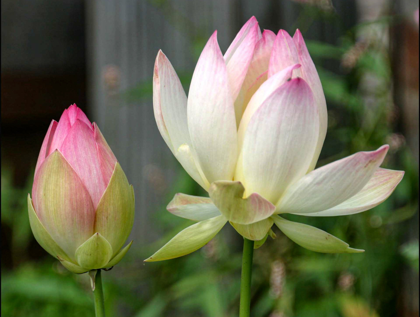 lotus lily