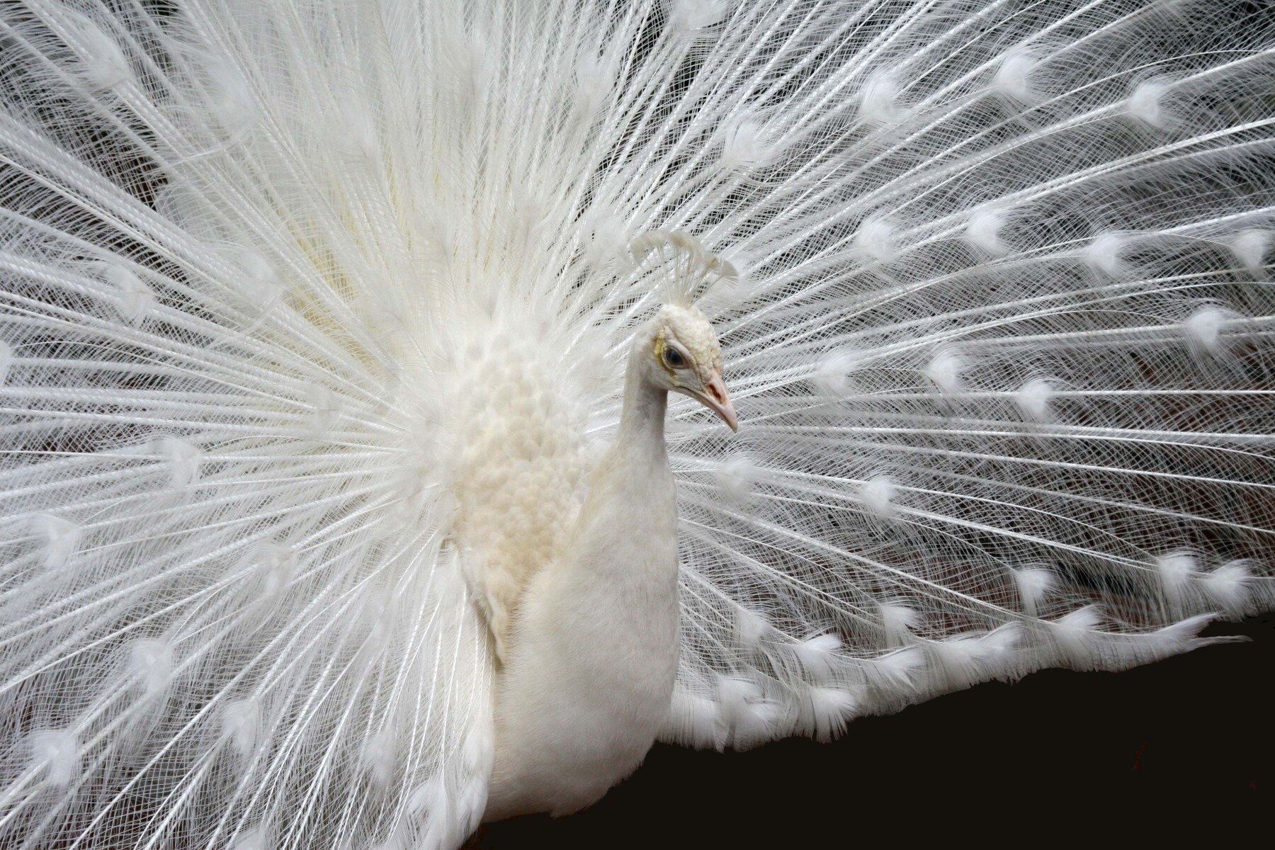 peacock grace