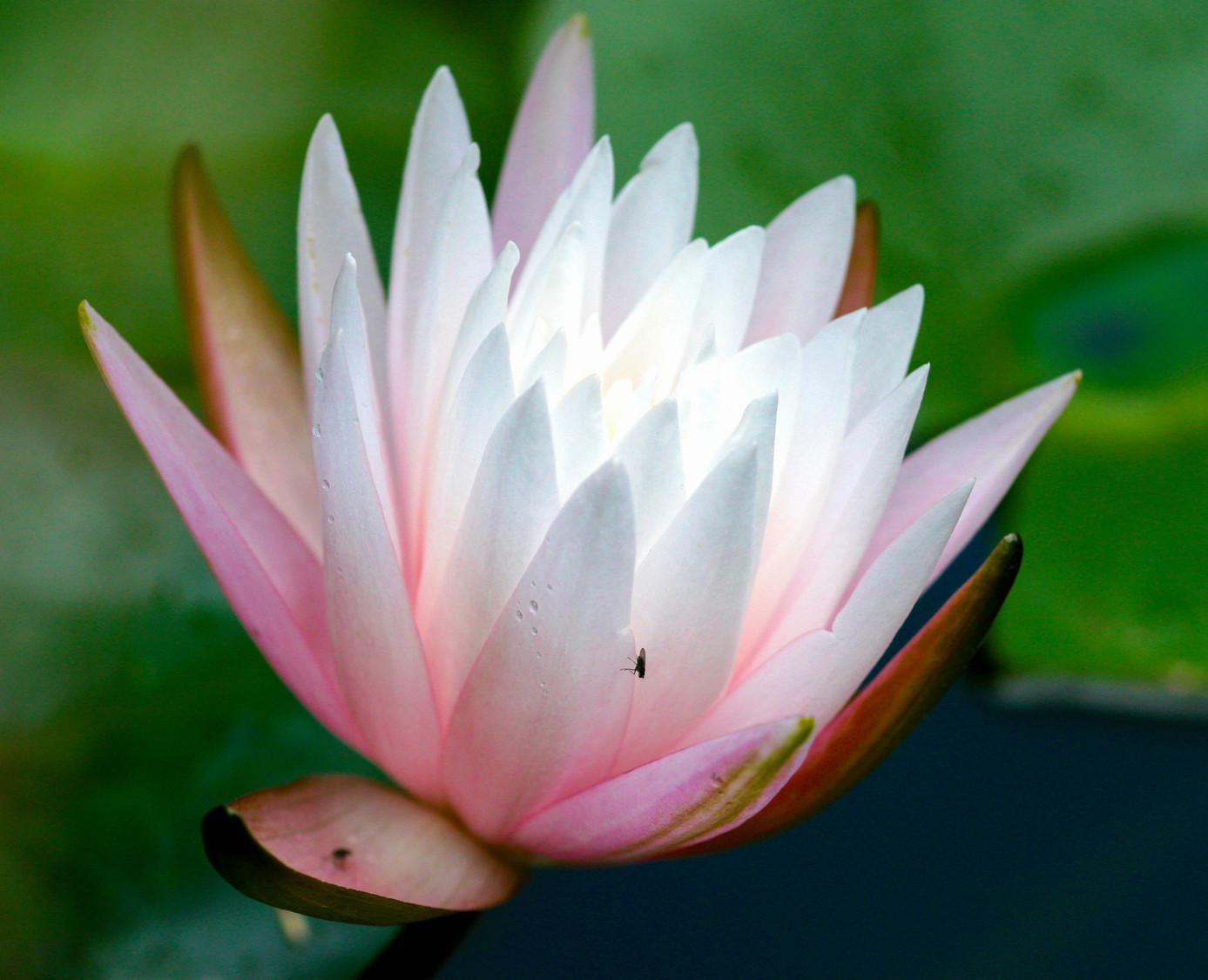 pink lily