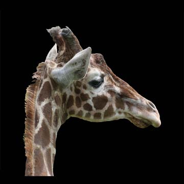 3_gr_giraffe in black III_