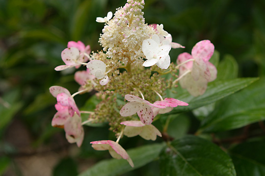 wh_3489.