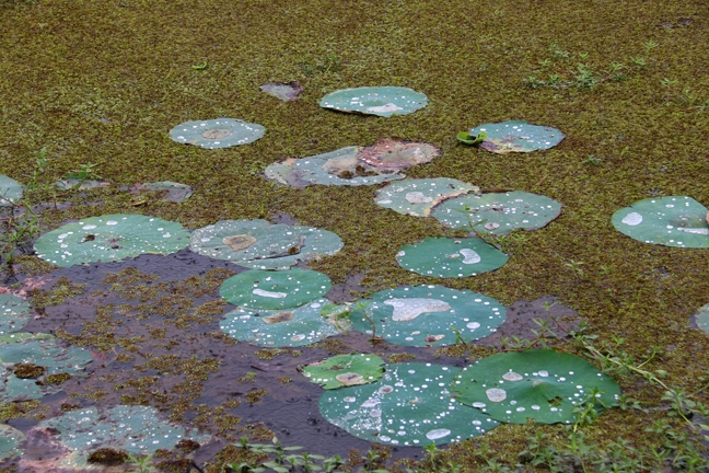 waterlily pads