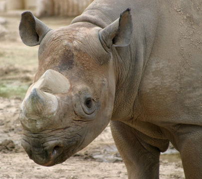 3_rh_Rhino0157