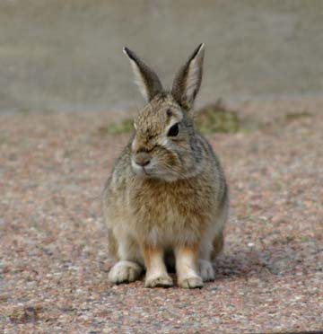 3_ra_Denver Bunny0217