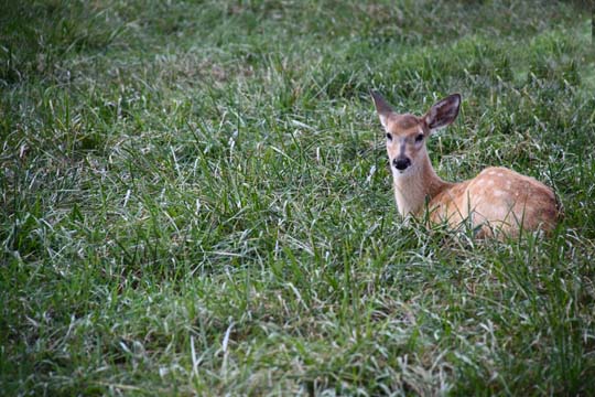 3_de_Resting fawn_0192