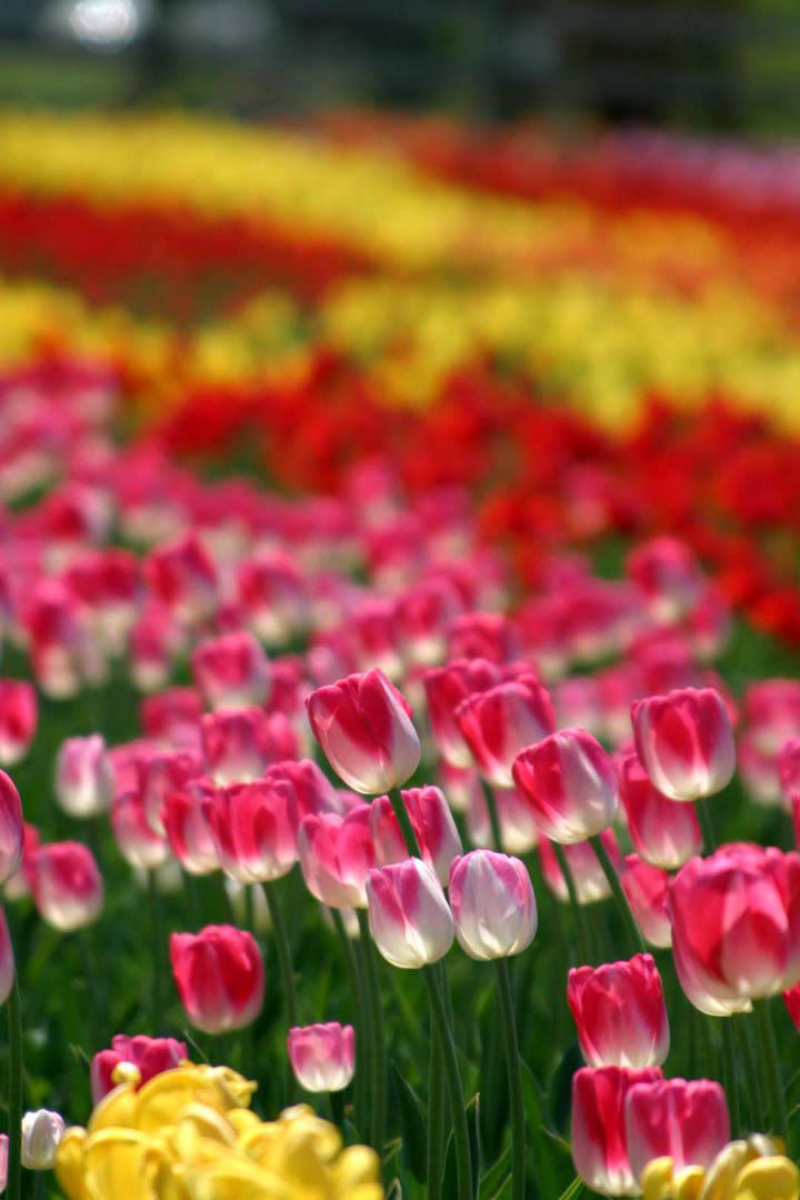 field of tulips