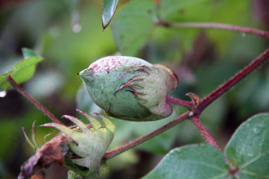 gr_Cotton about to bloom_035