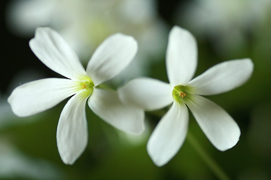 wh_shamrock