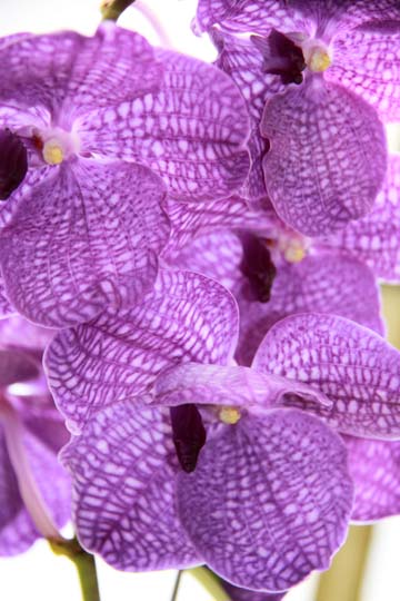 bpu_orchid_002