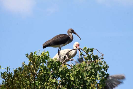animal gallery_bird