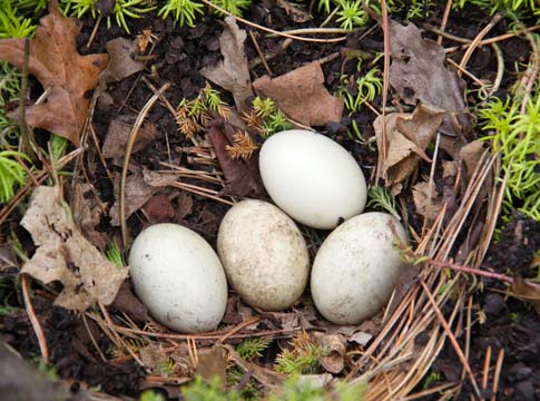 bi_duck nest_
